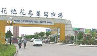 廣州百藝城花鳥魚蟲市場(chǎng)路線 廣州水族批發(fā)市場(chǎng) 第4張