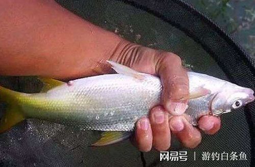 白條魚能在魚缸養(yǎng)嗎怎么養(yǎng)：養(yǎng)殖白條魚的注意事項 魚缸百科 第1張