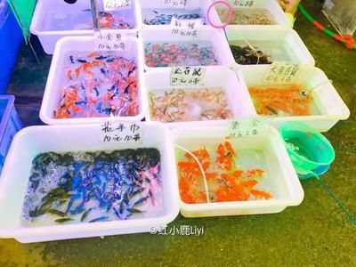 廣州芳村花鳥魚蟲批發(fā)市場在哪里啊：廣州芳村花鳥魚蟲批發(fā)市場 廣州水族批發(fā)市場 第4張