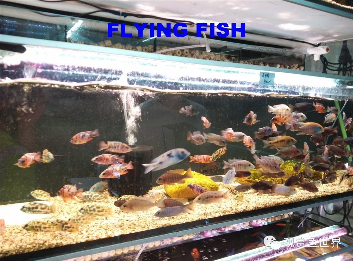 廣州水族批發(fā)市場在哪里進(jìn)貨便宜一點：廣州有哪些知名的水族批發(fā)市場？ 廣州水族批發(fā)市場 第4張