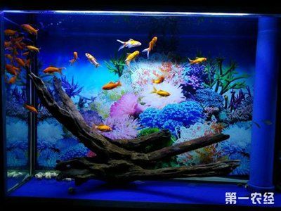 草金魚魚缸造景圖：關(guān)于草金魚魚缸造景的知識(shí)和建議 魚缸百科 第3張