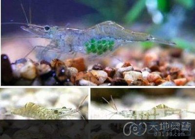 淡水魚 魚缸喂養(yǎng)數(shù)量：如何計算淡水魚的理想養(yǎng)魚密度 魚缸百科 第2張