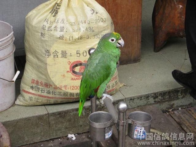 花鳥魚蟲市場 廣州：廣州花鳥魚蟲市場的歷史演變 廣州水族批發(fā)市場 第3張