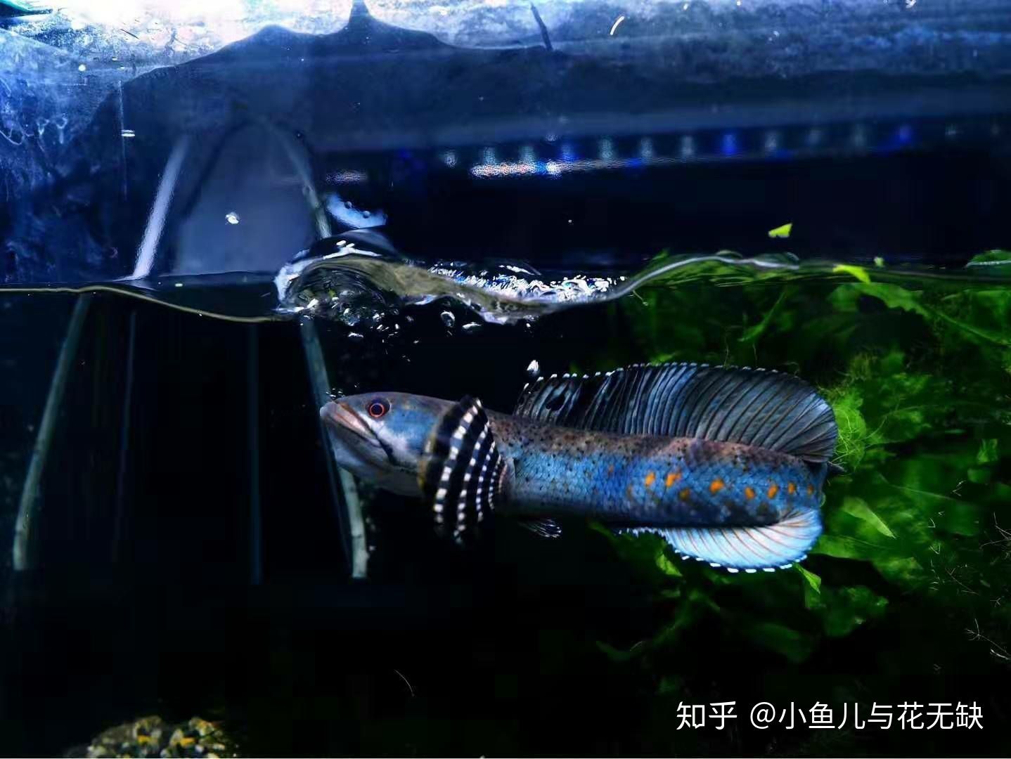 1.2米魚缸養(yǎng)什么冷水魚：1.2米的魚缸養(yǎng)什么冷水魚