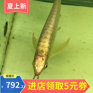 龍魚價(jià)格下跌了嗎最近：近期龍魚的價(jià)格下跌了嗎 龍魚百科 第3張