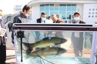 廣州觀賞魚2021：廣州觀賞魚市場在2021年呈現(xiàn)出多元化、專業(yè)化發(fā)展趨勢 廣州水族批發(fā)市場 第4張