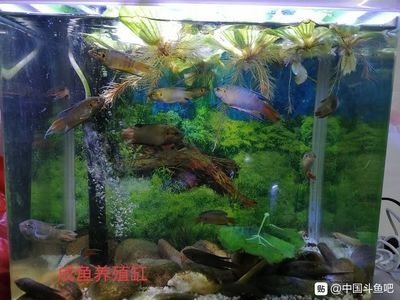 玻璃魚缸怎么養(yǎng)水清澈：如何讓魚缸水保持清澈