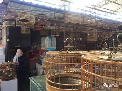 百藝城花鳥魚蟲：廣州百藝城花鳥魚蟲市場 廣州水族批發(fā)市場 第1張