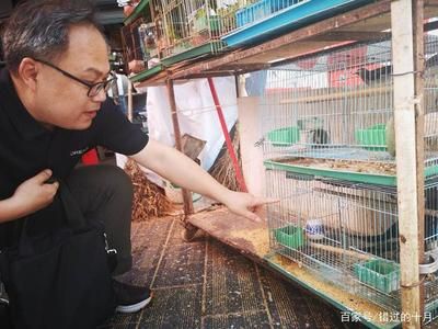 百藝城花鳥魚蟲：廣州百藝城花鳥魚蟲市場 廣州水族批發(fā)市場 第3張