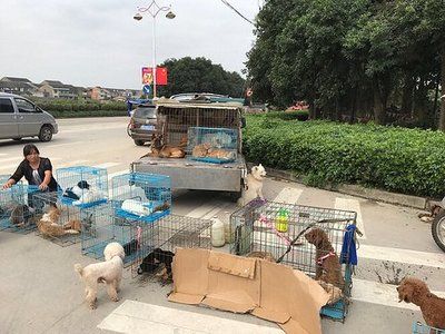 芳村哪里有賣狗的：廣州芳村花鳥魚蟲市場的歷史與發(fā)展反映了人們生活方式的變化 廣州水族批發(fā)市場 第4張