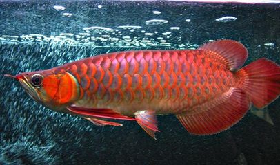 紅龍魚圖解：關(guān)于紅龍魚的一些基本信息和特點(diǎn)