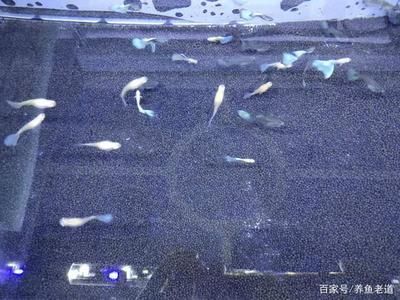 大魚缸滲水怎么補漏水視頻教學：修補大魚缸滲水的方法和注意事項和注意事項