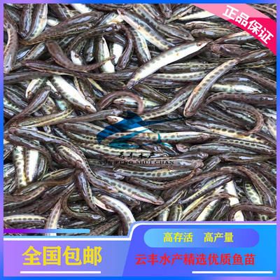 廣州觀賞魚基地有哪些：廣州花地灣觀賞魚市場