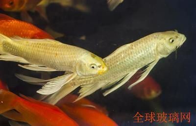 廣州觀賞魚養(yǎng)殖基地有哪些公司承包：廣州熱帶觀賞魚養(yǎng)殖與生態(tài)保護(hù)的關(guān)系觀賞魚養(yǎng)殖技術(shù) 廣州水族批發(fā)市場(chǎng) 第1張