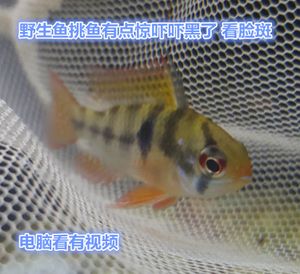 廣州觀賞魚(yú)市場(chǎng)哪個(gè)最好賣：廣州花地灣花鳥(niǎo)魚(yú)蟲(chóng)市場(chǎng)的歷史演變 廣州水族批發(fā)市場(chǎng) 第4張