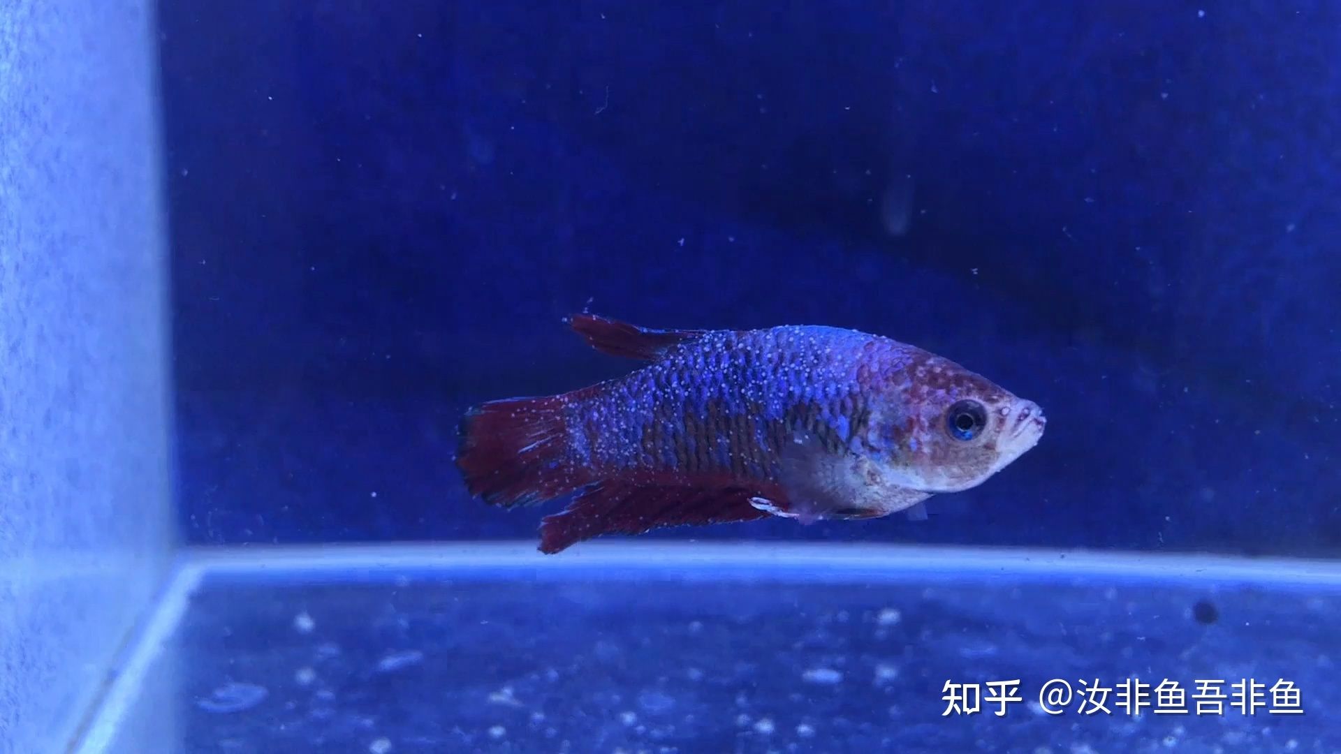 白點病魚缸加溫要多久：白點病魚缸加溫具體時間需要根據(jù)實際情況進(jìn)行調(diào)整 魚缸百科 第1張