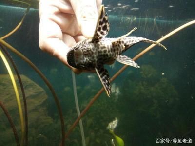 大魚缸清潔魚選什么好養(yǎng)：幾種常見的大魚缸清潔魚及其特點 魚缸百科 第4張