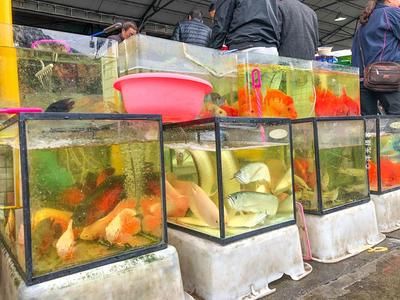 廣州最大觀賞魚用品市場：廣州花地灣花鳥魚蟲批發(fā)市場 廣州水族批發(fā)市場 第1張