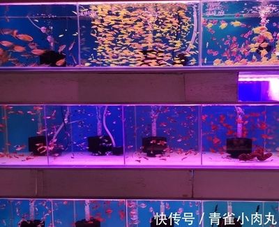 芳村花鳥魚蟲新市場水族：廣州芳村花鳥魚蟲新市場水族區(qū)的詳細(xì)信息是什么 廣州水族批發(fā)市場 第1張