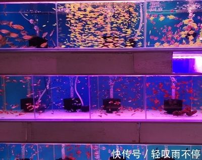 芳村花鳥魚蟲新市場水族：廣州芳村花鳥魚蟲新市場水族區(qū)的詳細(xì)信息是什么 廣州水族批發(fā)市場 第3張