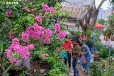 芳村花鳥魚蟲新市場攻略：廣州芳村花鳥魚蟲市場半日游行情 廣州水族批發(fā)市場 第4張