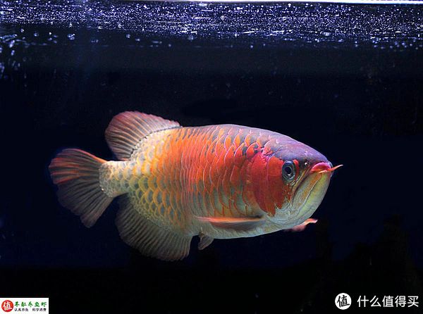 掉眼龍魚可以買嗎：掉眼龍魚可以買嗎購買掉眼龍魚主要取決于您對這個問題的看法和態(tài)度 龍魚百科 第1張