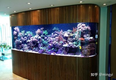 廣州最大的魚缸市場(chǎng)在哪里?。簭V州大型魚缸市場(chǎng) 廣州水族批發(fā)市場(chǎng) 第3張