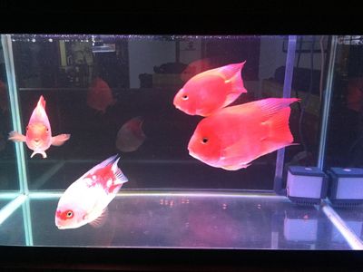 觀賞魚交易中心app：29篇觀賞魚交易中心app下載觀賞魚交易中心app介紹 廣州水族批發(fā)市場(chǎng) 第1張