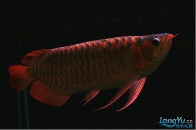 紅龍魚哪個品種好養(yǎng)：紅龍魚哪個品種好養(yǎng)， 龍魚百科 第1張