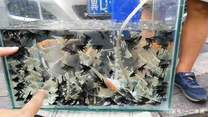 觀賞魚批發(fā)商：觀賞魚批發(fā)市場 廣州水族批發(fā)市場 第1張