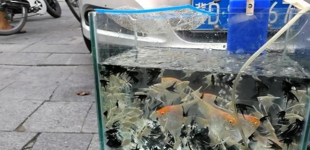 觀賞魚批發(fā)商：觀賞魚批發(fā)市場 廣州水族批發(fā)市場 第3張