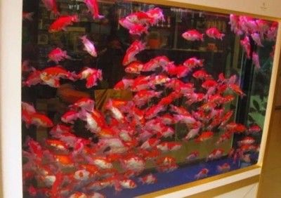 芳村花鳥魚蟲新市場(chǎng)有那些魚賣：廣州芳村花鳥魚蟲新市場(chǎng)魚類種類與養(yǎng)護(hù)技巧