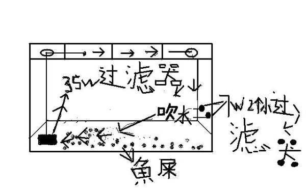 龍魚撞缸后一直不吃東西會死嗎為什么：龍魚撞缸后一直不吃東西會死嗎 龍魚百科