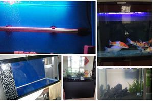 廣州芳村魚缸批發(fā)市場(chǎng)：廣州水族文化探秘廣州水族文化探秘廣州水族文化探秘