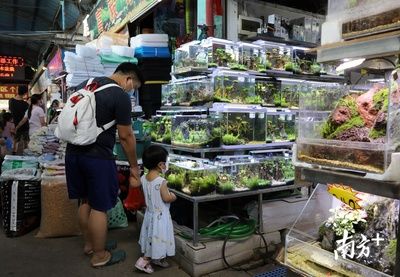 芳村花鳥魚蟲市場地圖高清：廣州芳村花鳥魚蟲市場，買花的新市場就在… 廣州水族批發(fā)市場 第3張