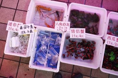 芳村花鳥魚蟲市場地圖高清：廣州芳村花鳥魚蟲市場，買花的新市場就在… 廣州水族批發(fā)市場 第4張