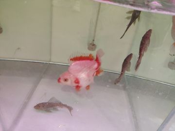 觀賞魚哪有買的啊多少錢：全球觀賞魚市場現(xiàn)狀與趨勢 廣州水族批發(fā)市場 第3張