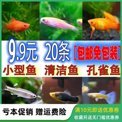 觀賞魚哪有買的啊多少錢：全球觀賞魚市場現(xiàn)狀與趨勢 廣州水族批發(fā)市場 第4張