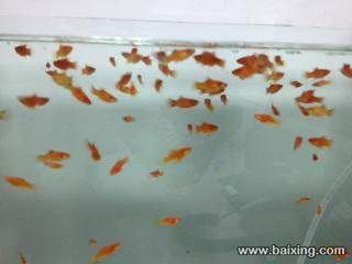 觀賞魚哪有買的啊多少錢：全球觀賞魚市場現(xiàn)狀與趨勢 廣州水族批發(fā)市場 第1張