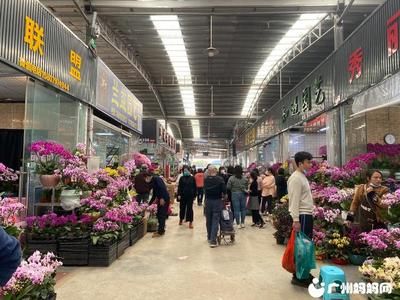 廣州百藝城花鳥市場怎么走地鐵站：廣州百藝城地鐵站花鳥市場附近周邊哪里有地鐵站 廣州水族批發(fā)市場 第1張