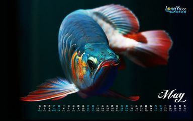 搜索龍魚：關(guān)于龍魚的介紹 龍魚百科 第2張