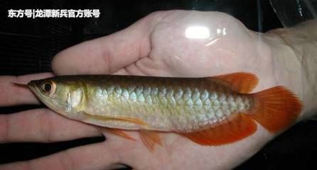 給龍魚吃的小魚為什么很容易死 龍魚百科 第2張