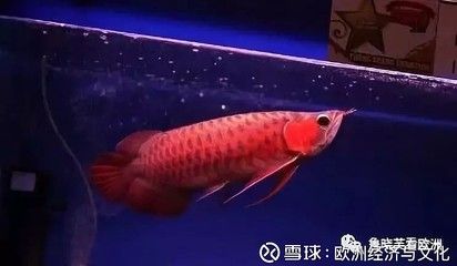 龍魚烤色技術(shù)有哪些：龍魚烤色技術(shù)是一種通過人為控制光照條件促進(jìn)龍魚發(fā)色的技術(shù) 龍魚百科 第3張