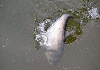 超市淡水魚(yú)魚(yú)缸溫度調(diào)到多少合適：淡水魚(yú)魚(yú)缸水溫調(diào)節(jié)指南 魚(yú)缸百科 第1張