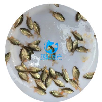 淡水白鯧養(yǎng)在魚缸里 魚缸百科 第1張