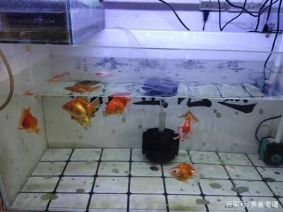 大魚缸金魚多久換一次水：大魚缸養(yǎng)金魚的水質(zhì)管理不僅關(guān)乎換水頻率 魚缸百科 第4張