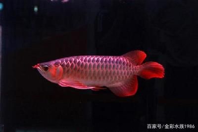 紅龍魚鰭上有白色點(diǎn)狀物 龍魚百科 第3張