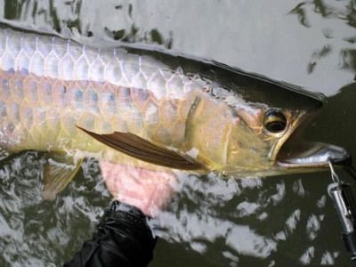 野生大金龍魚：野生大金龍魚是一種珍貴且瀕危的生物