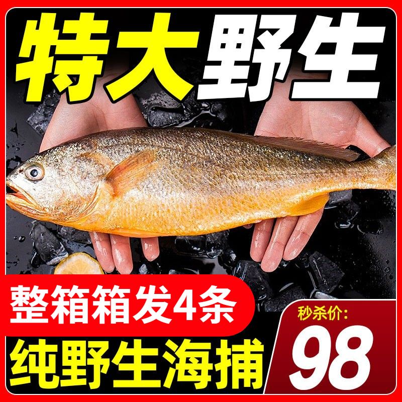 野生大金龍魚：野生大金龍魚是一種珍貴且瀕危的生物