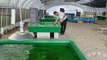 觀賞魚店從哪進(jìn)貨便宜：如何選擇觀賞魚店 廣州水族批發(fā)市場 第3張